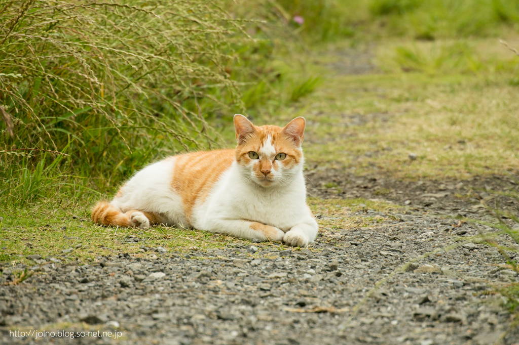 河原で夕涼み中の野良猫