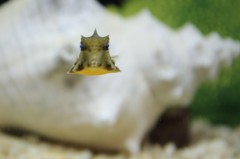 九十九島水族館