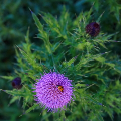 お花のベット