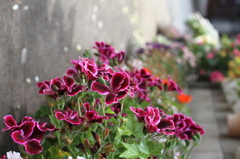 2012.5.15 027
