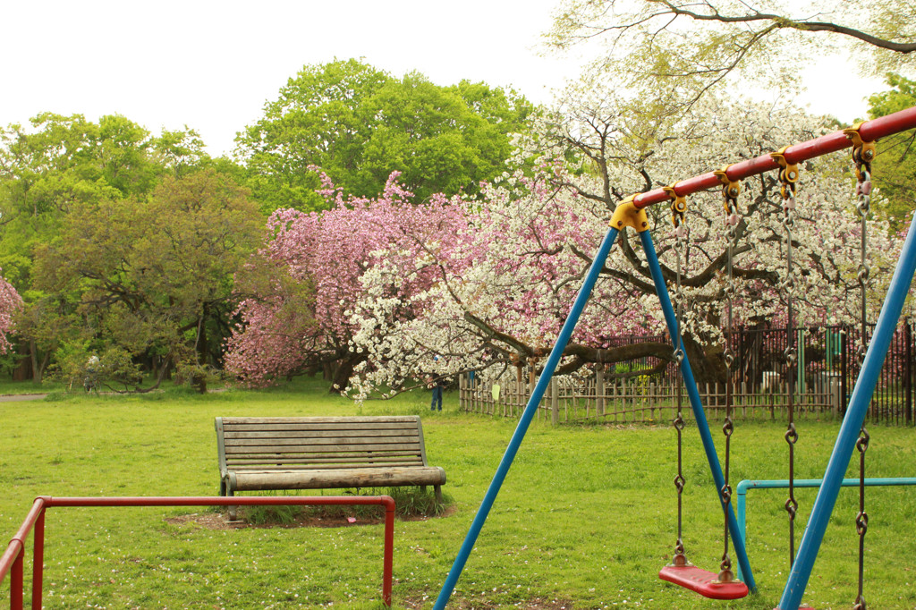 まだまだあるよ桜