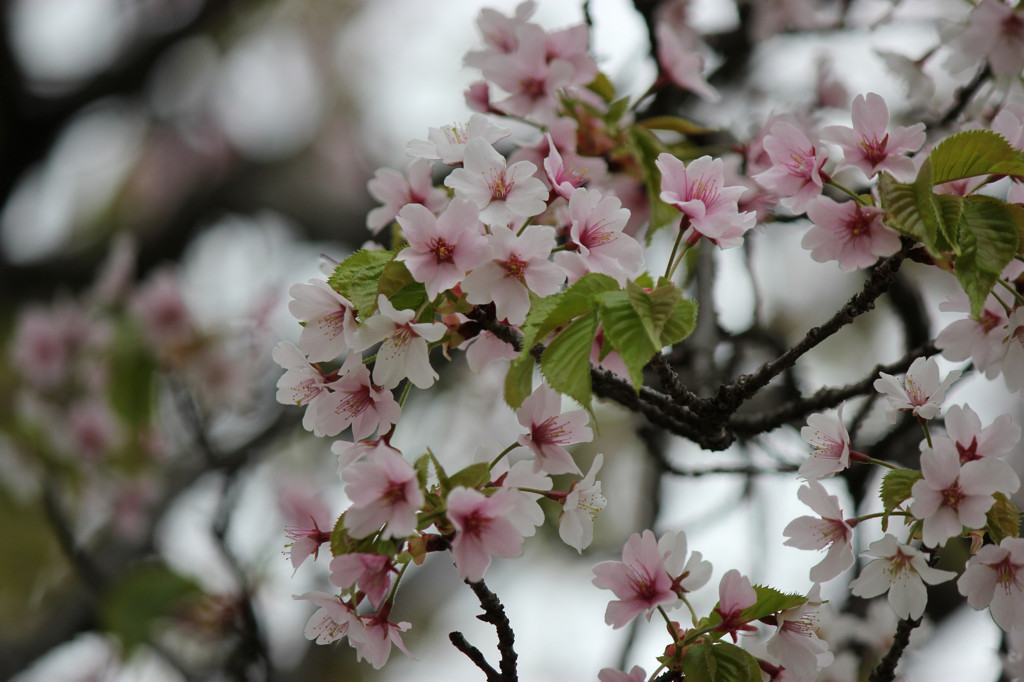 どこかで見た・・・