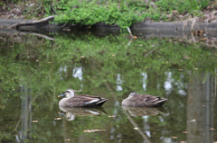 こ、こいつら増えるぞ・・・