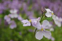 群生の中から２