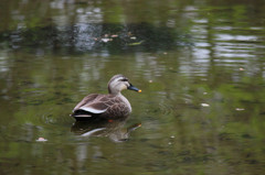 設定をいじった末に