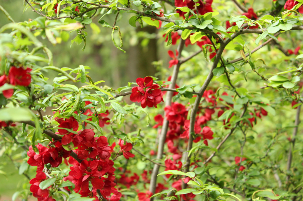あの日見た花の名前を僕たちはまだ知らｎ