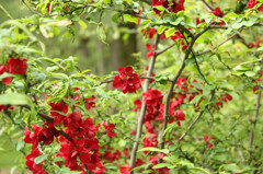 あの日見た花の名前を僕たちはまだ知らｎ