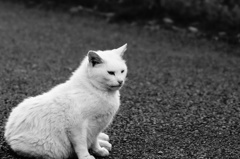 昭和記念公園の猫①
