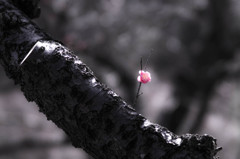 梅、ひとさしの花