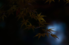 仄か