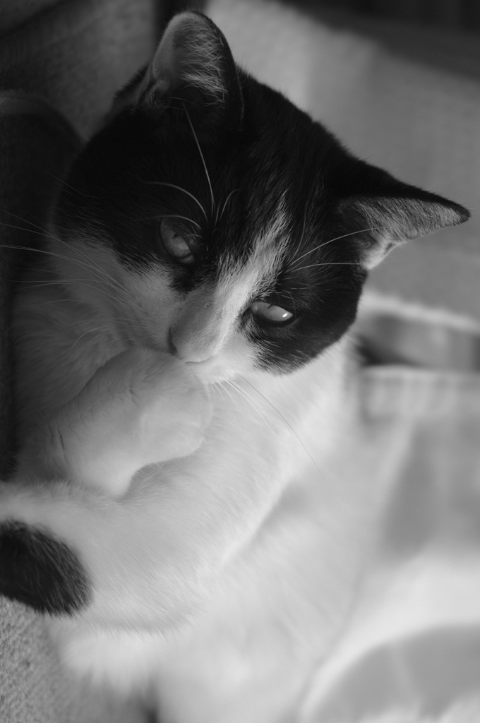 せくしぃちびこ