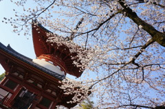 喜多院の桜