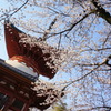 喜多院の桜