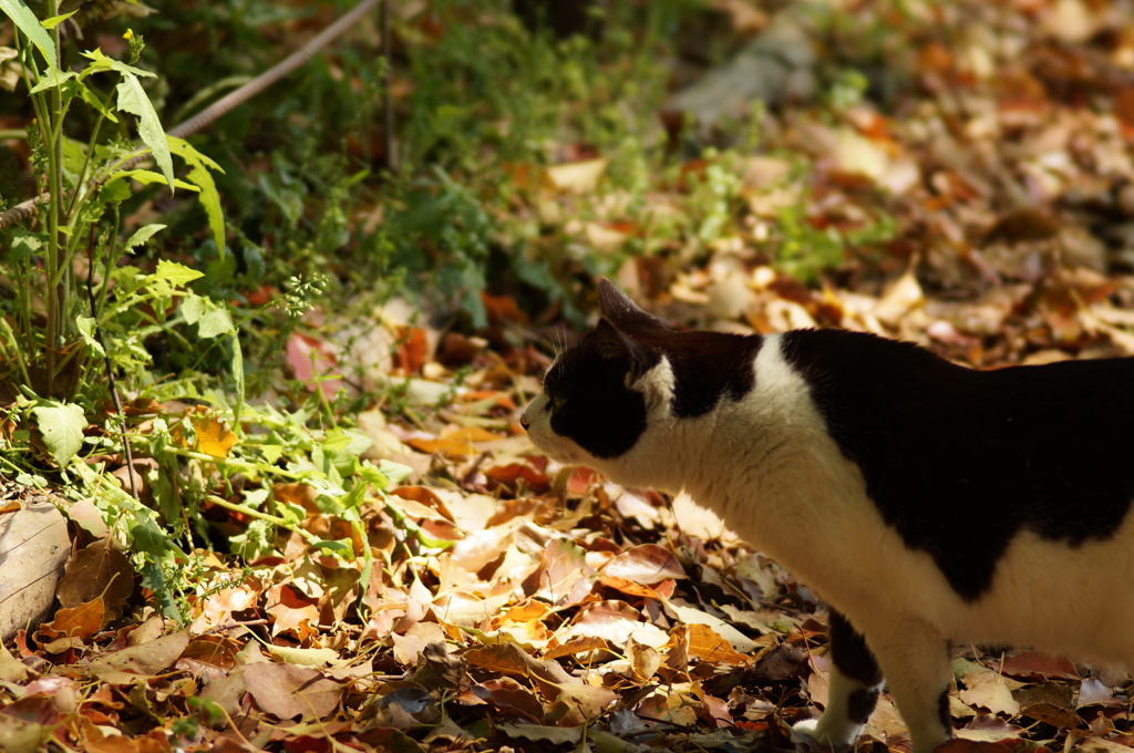 昭和記念公園の猫②