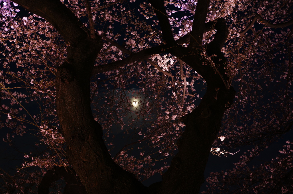 桜花月