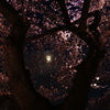 桜花月