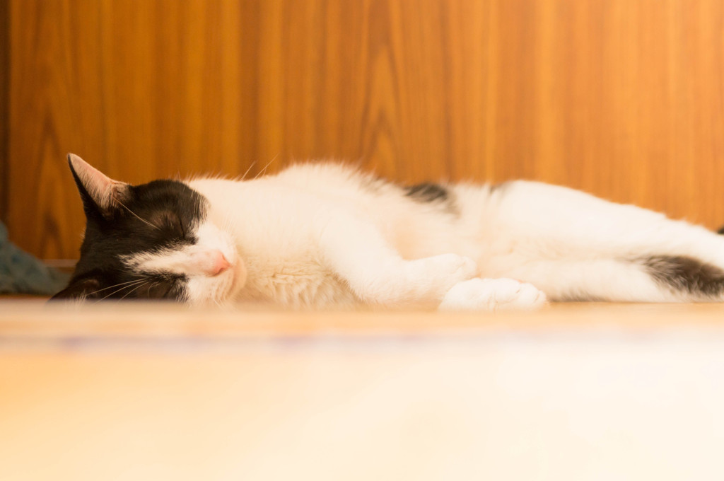 ねむれるちびこ