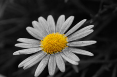 庭の花