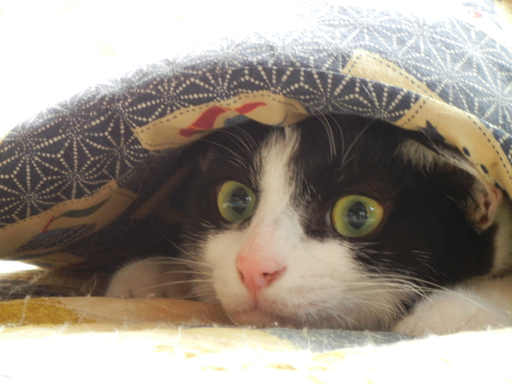 ざぶとんいちまい