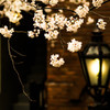街角の桜