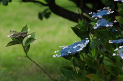 七月の紫陽花