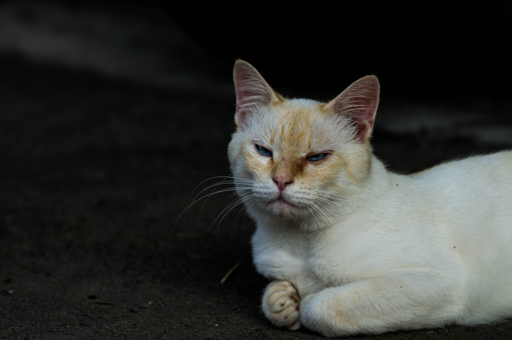 捨て猫さん