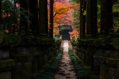 平林寺～墓所へと続く道～