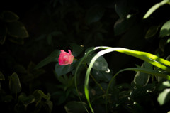 花壇百景5～薔薇～