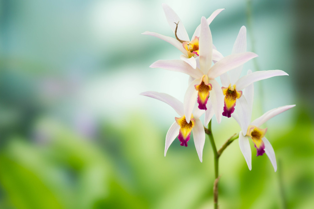 熱帯の花