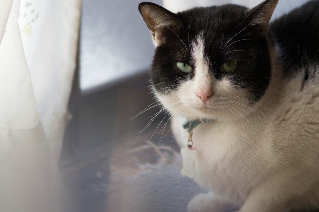 ちびこ年末スナップⅠ