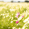 秋桜/光に揺れる