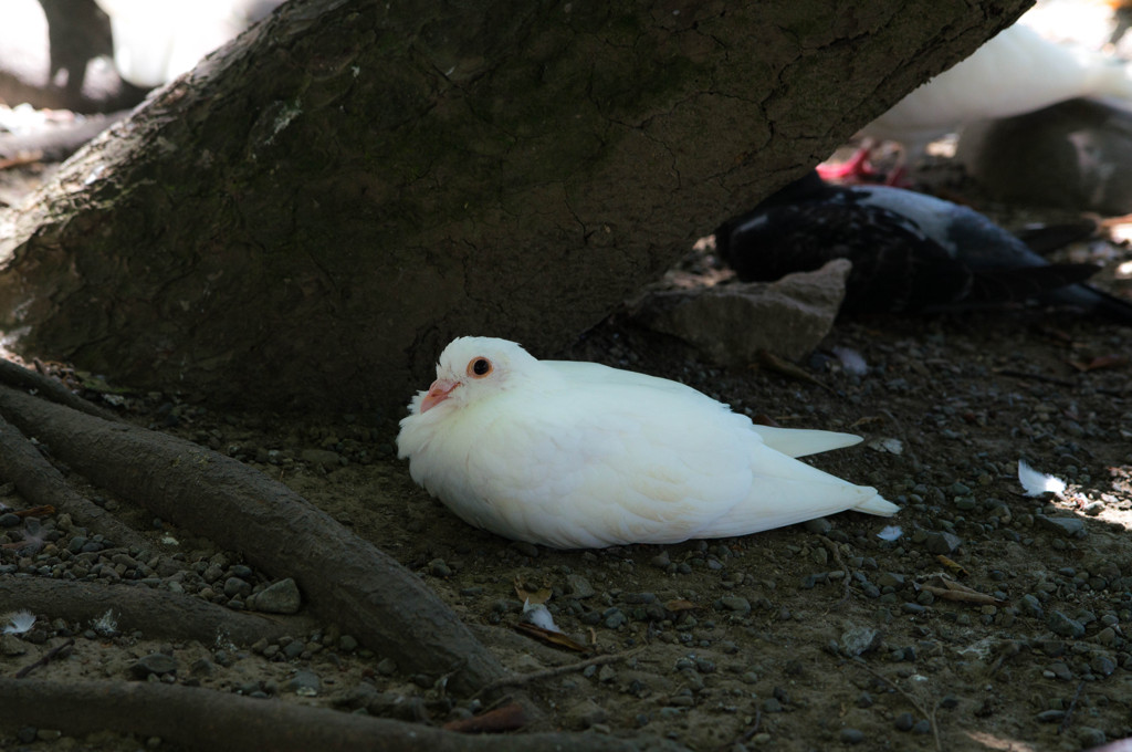 鳩（持ち帰りたい）