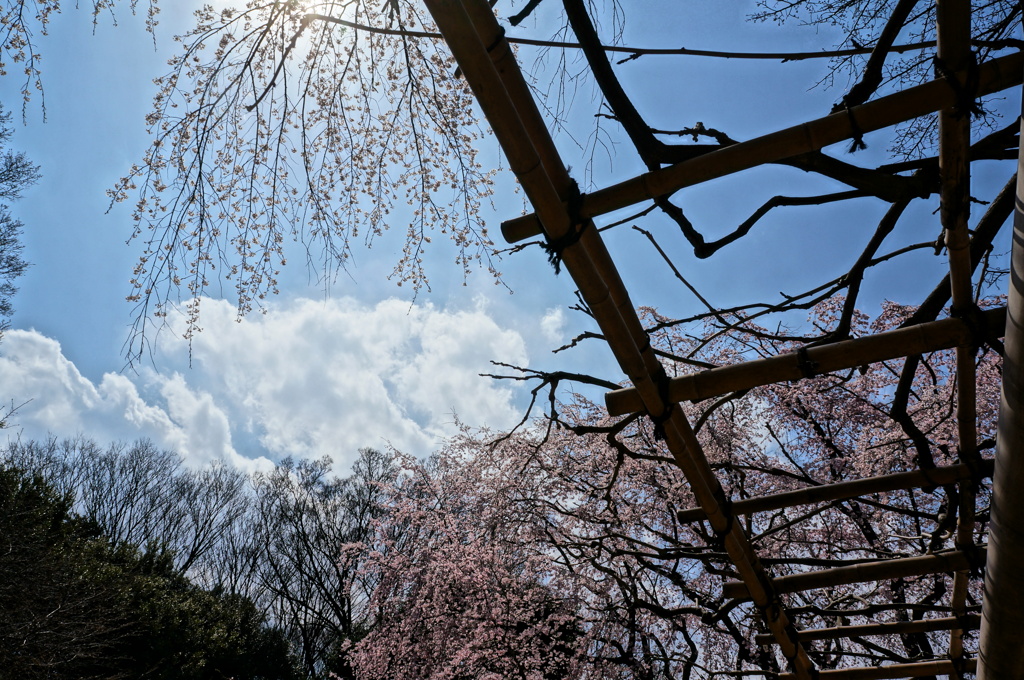 六義園の桜