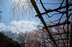 六義園の桜