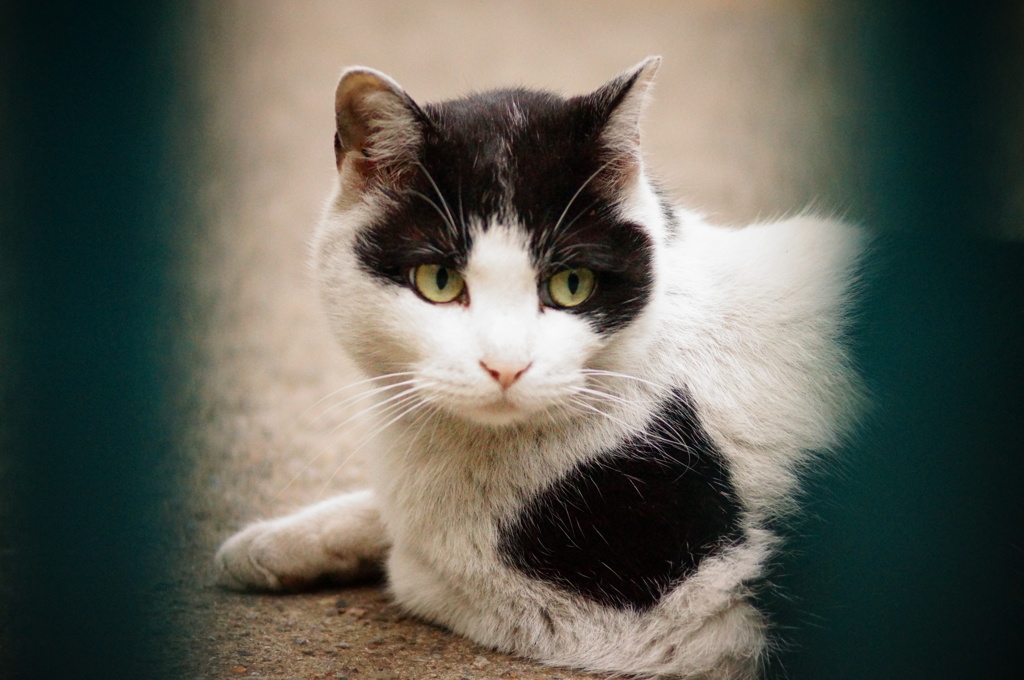 上野公園の猫Ⅲ