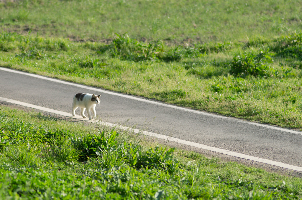 てくてくと