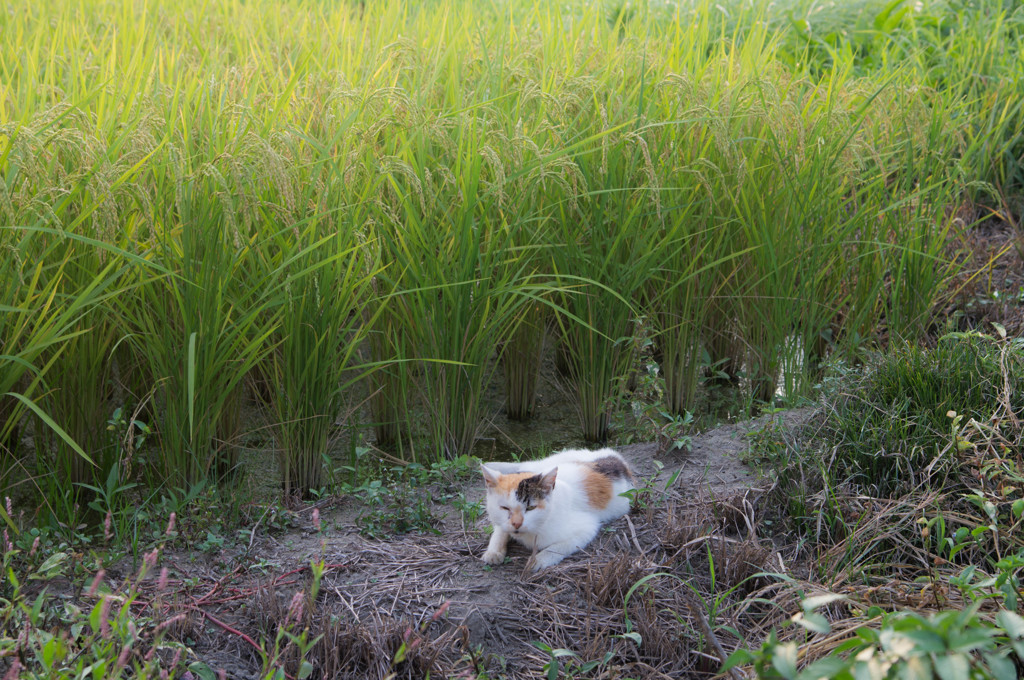 たんぼねこ
