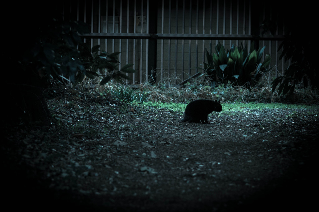 cat of fear