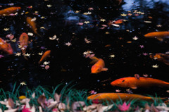 平林寺～池の鯉～