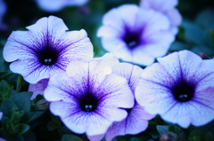 花、花