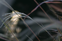 光/芒