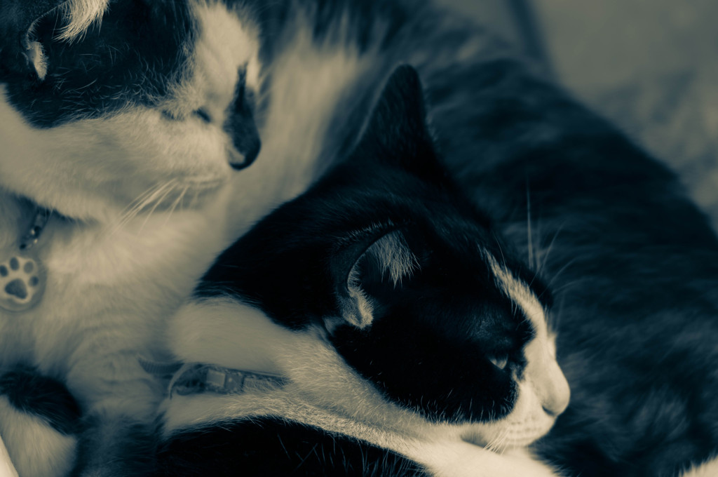 ある日の猫時間