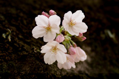 2017年４月　桜