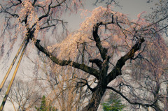 枝垂桜