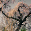 枝垂桜