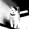ミーコの肖像