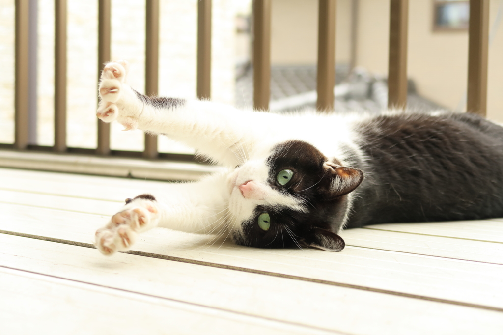 のびーるちびこ