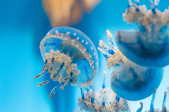 Blue Jelly