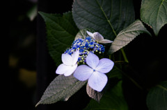 紫陽花