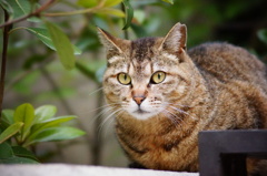 上野公園の猫Ⅱ